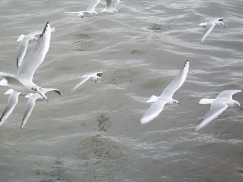 Fotografia de mar_maccedo - Galeria Fotografica: Contraluz - Foto: 