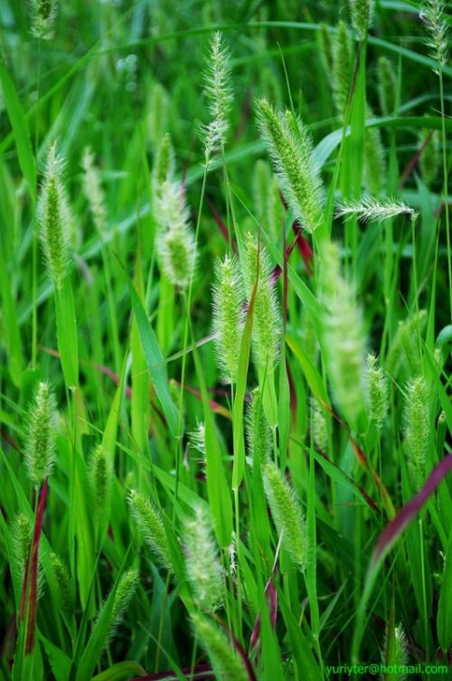 Fotografia de Terry74 - Galeria Fotografica: Naturaleza  - Foto: 