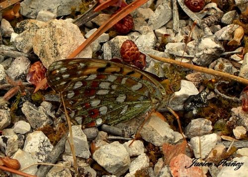 Fotografia de ibaez - Galeria Fotografica: INVERTEBRADOS - Foto: Mariposa andando