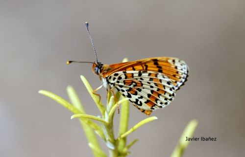 Fotografia de ibaez - Galeria Fotografica: INVERTEBRADOS - Foto: 
