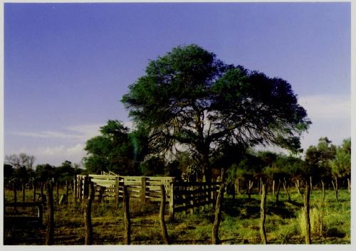 Fotografia de Sin Nombre - Galeria Fotografica: Chaco - Foto: Arbol Querido