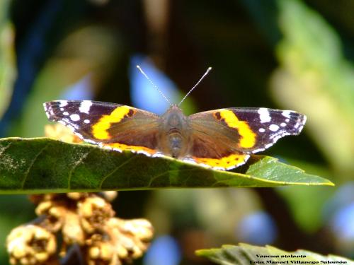 Fotografia de man - Galeria Fotografica: Mis Fotos - Foto: Vanessa Atalanta