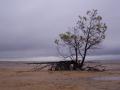 Fotos de alejandro -  Foto: costas uruguayas - arbol solitario