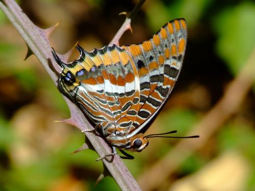 Fotografia de man - Galeria Fotografica: Mis Fotos - Foto: Mariposa