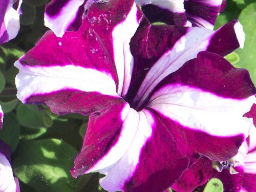 Fotografia de KARINA LAMAS - Galeria Fotografica: 