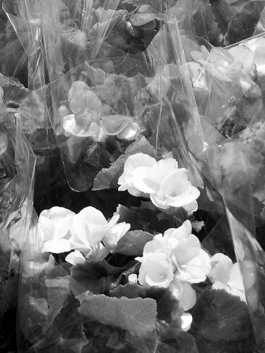 Fotografia de KARINA LAMAS - Galeria Fotografica: 