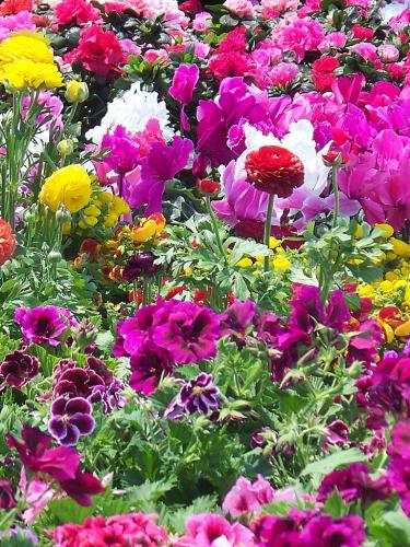 Fotografia de KARINA LAMAS - Galeria Fotografica: 