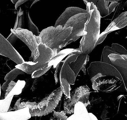 Fotografia de KARINA LAMAS - Galeria Fotografica: 