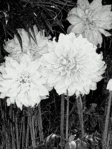 Fotografia de KARINA LAMAS - Galeria Fotografica: 