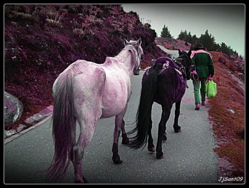 Fotografia de Jhonnywalk - Galeria Fotografica: Subiendo la Cuesta......... - Foto: Subiendo la cuesta