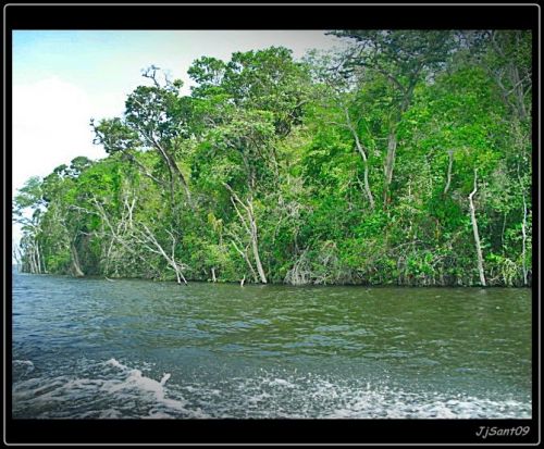 Fotografia de Jhonnywalk - Galeria Fotografica: Subiendo la Cuesta......... - Foto: Bosque y rio
