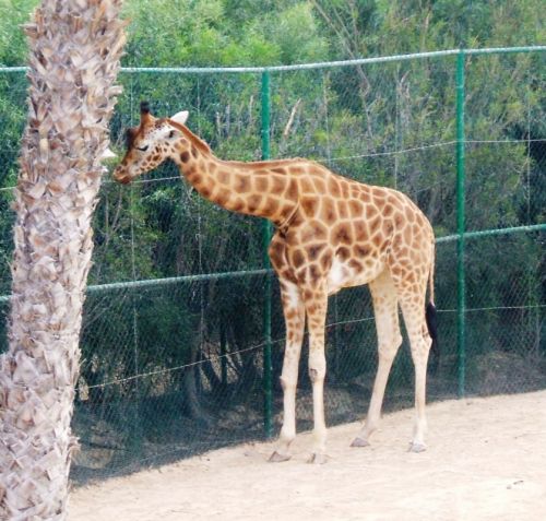Fotografia de shila - Galeria Fotografica: mis momentos - Foto: animales