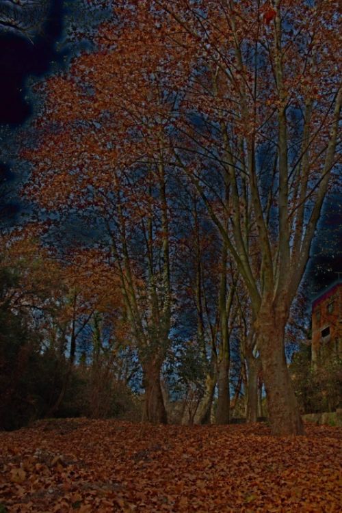 Fotografia de L'Alquimista - Galeria Fotografica: Arte y Naturaleza - Foto: 