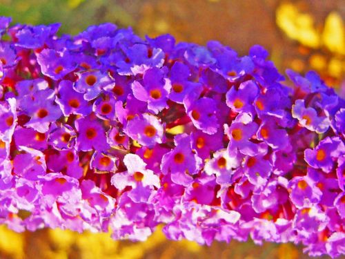 Fotografia de Aberroncho - Galeria Fotografica: Regomello - Foto: floritas