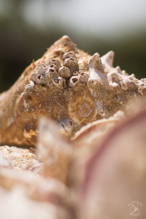 Fotografia de Ramn Narder Photo & Video - Galeria Fotografica: Book - Foto: traces of life