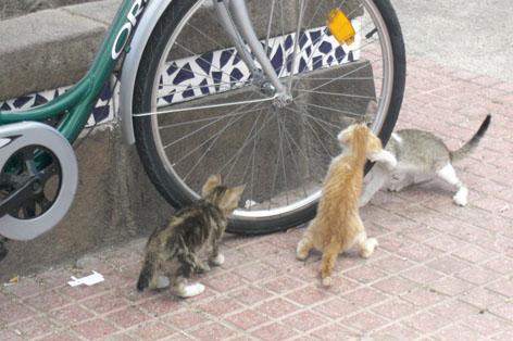 Fotografia de maria elena - Galeria Fotografica: animalitos - Foto: gatos ciclistas