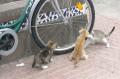 Foto de  maria elena - Galería: animalitos - Fotografía: gatos ciclistas