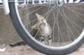 Fotos de maria elena -  Foto: animalitos - le gusta las ruedas