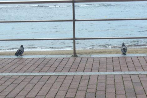 Fotografia de maria elena - Galeria Fotografica: animalitos - Foto: mirando al mar