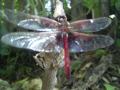 Fotos de masterzizou -  Foto: vida micriscopika - libelula