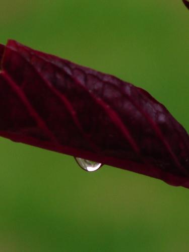 Fotografia de CARLOS ALBERTO BOHORQUEZ - Galeria Fotografica: Colombia 2 - Foto: Agua 4