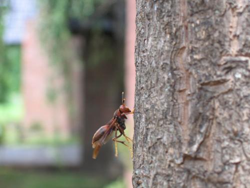 Fotografia de brian - Galeria Fotografica: varias - Foto: Caminando por el arbol...