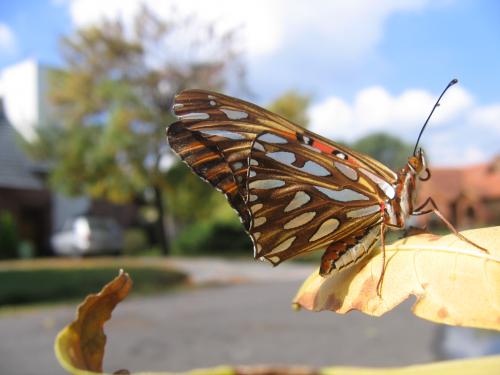 Fotografia de brian - Galeria Fotografica: varias - Foto: Mariposa infraganti...