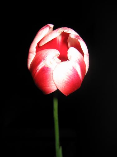 Fotografia de brian - Galeria Fotografica: varias - Foto: Cerrada por el frio....