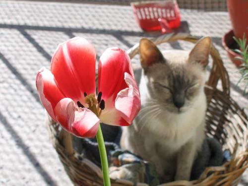 Fotografia de brian - Galeria Fotografica: varias - Foto: Flor de gato...