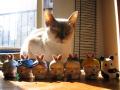 Fotos de brian -  Foto: varias - Mi gato luna y sus hijitos?