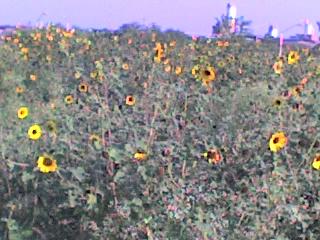 Fotografia de miafabys - Galeria Fotografica: naturaleza - Foto: girasol