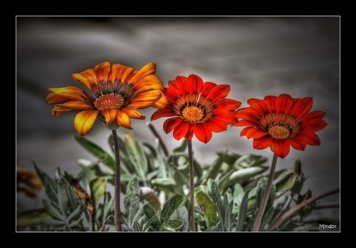 Fotografia de Mindor - Galeria Fotografica: flores - Foto: rojos y amarillos
