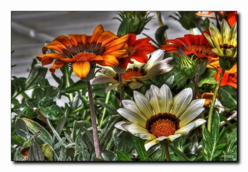 Fotografia de Mindor - Galeria Fotografica: flores - Foto: ensalada de flores