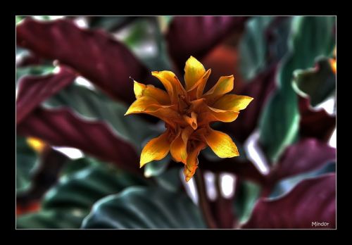 Fotografia de Mindor - Galeria Fotografica: flores - Foto: cuando el sol calienta