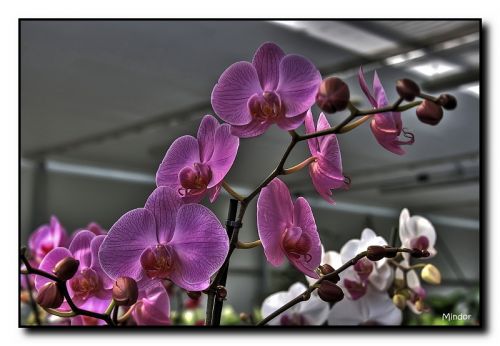 Fotografia de Mindor - Galeria Fotografica: flores - Foto: 