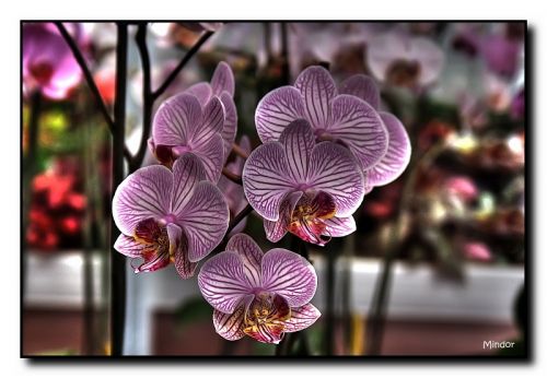 Fotografia de Mindor - Galeria Fotografica: flores - Foto: 