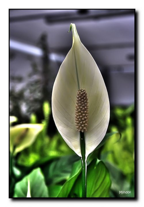 Fotografia de Mindor - Galeria Fotografica: flores - Foto: 