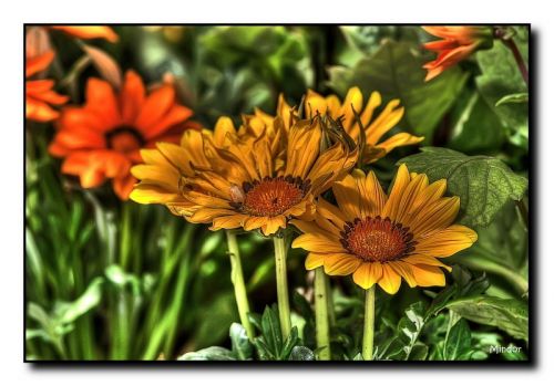 Fotografia de Mindor - Galeria Fotografica: flores - Foto: 