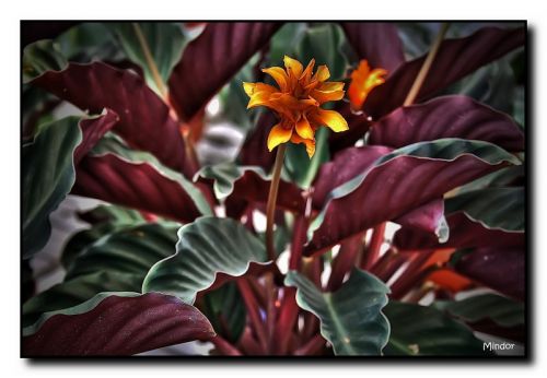 Fotografia de Mindor - Galeria Fotografica: flores - Foto: 