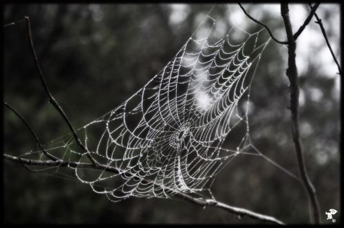 Fotografia de Gargoile - Galeria Fotografica: De mi coleccion - Foto: www.horaciopaez.tk