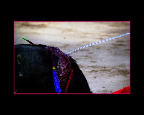 Fotografia de J. Armando Gmez Aguilar-DIGICOLOR - Galeria Fotografica: fiesta brava - Foto: encuentro fatal