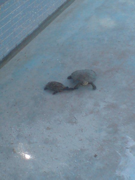 Fotografia de YOSHY - Galeria Fotografica: PAISAJES   Y  NATURALEZA - Foto: RIO VERDE