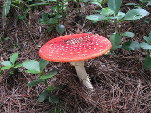 Fotografia de omero guerra - Galeria Fotografica: hongo rojo - Foto: 