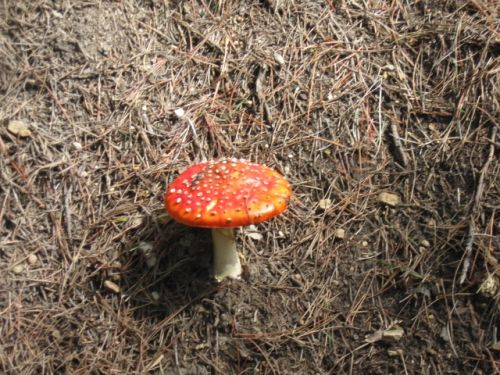 Fotografia de omero guerra - Galeria Fotografica: hongo rojo - Foto: 