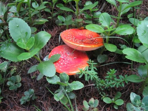 Fotografia de omero guerra - Galeria Fotografica: hongo rojo - Foto: 