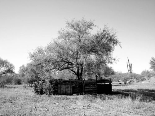 Fotografia de Guillermo Castillo Ramrez - Galeria Fotografica: Huellas en el desierto, el rastro de los O`odham - Foto: 