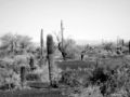 Fotos de Guillermo Castillo Ramrez -  Foto: Huellas en el desierto, el rastro de los O`odham - 