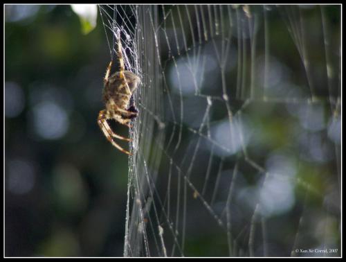 Fotografia de Xan Xe Corral - Galeria Fotografica: Entorno natural - Foto: Araa