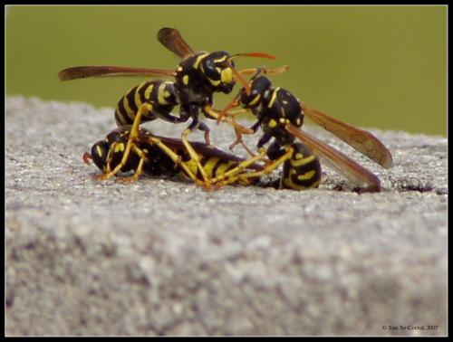 Fotografia de Xan Xe Corral - Galeria Fotografica: Entorno natural - Foto: Danza