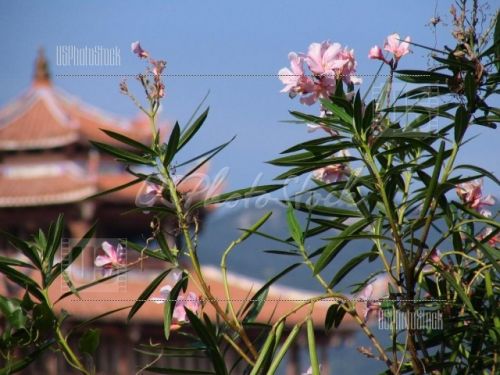 Fotografia de Phoenix Pictures - Galeria Fotografica: Viviendo China - Foto: Flowers and pagoda